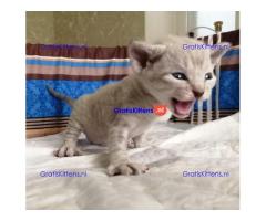 Devon Rex kittens nu beschikbaar