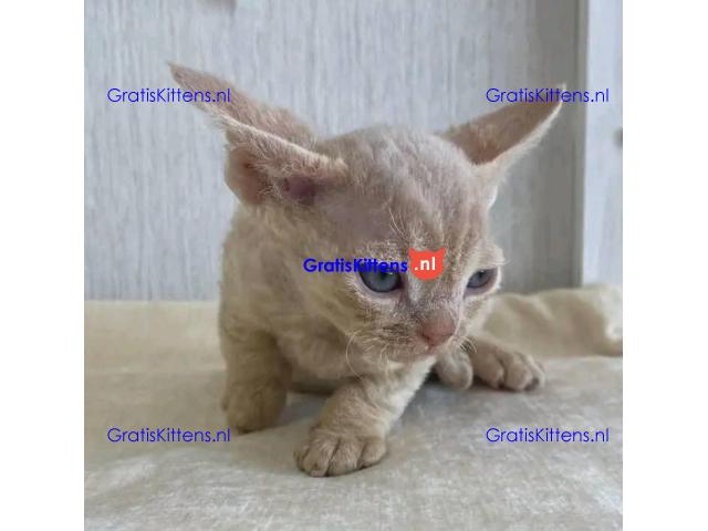 Devon Rex kittens nu beschikbaar