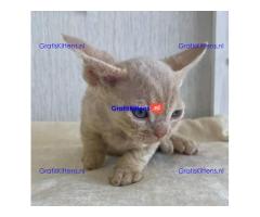 Devon Rex kittens nu beschikbaar