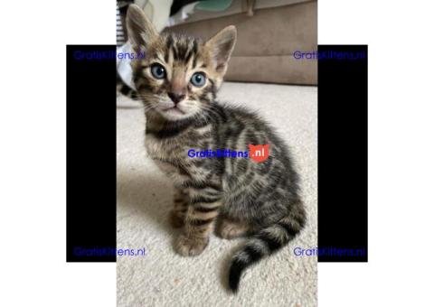 Geweldig mooie Bengaalse kittens