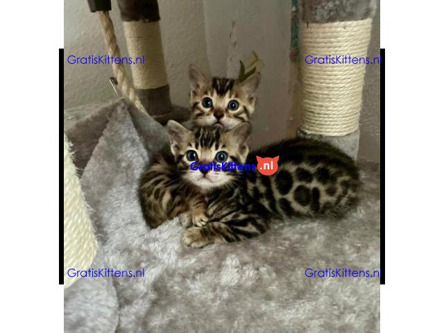 Geweldig mooie Bengaalse kittens