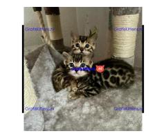 Geweldig mooie Bengaalse kittens