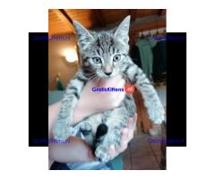 Mooie Ras Savannah Kittens