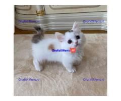 Mooie munchkin miniatuur kittens