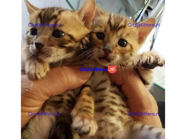 Stamboom Toyger kittens beschikbaar
