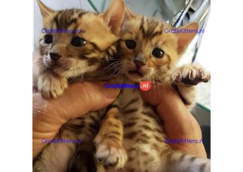 Stamboom Toyger kittens beschikbaar
