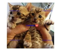 Stamboom Toyger kittens beschikbaar