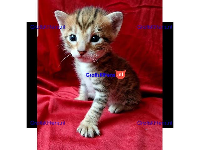 Stamboom Toyger kittens beschikbaar