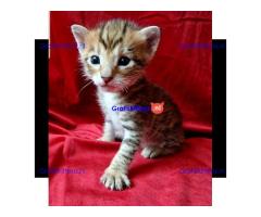 Stamboom Toyger kittens beschikbaar