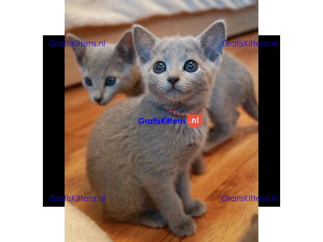 Puur Russisch blauwe kittens beschikbaar om te reserveren