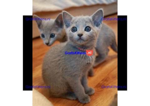 Puur Russisch blauwe kittens beschikbaar om te reserveren
