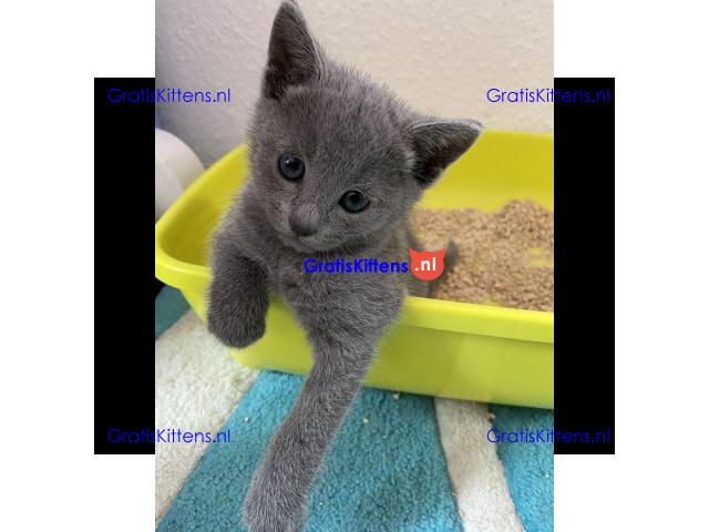 Puur Russisch blauwe kittens beschikbaar om te reserveren