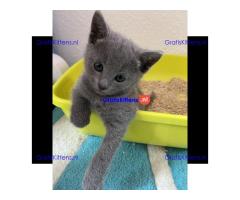 Puur Russisch blauwe kittens beschikbaar om te reserveren