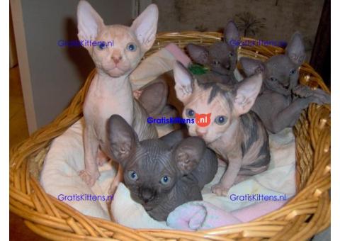 Gezonde mannelijke en vrouwelijke Sphynx-kittens Op zoek naar nieuwe huizen