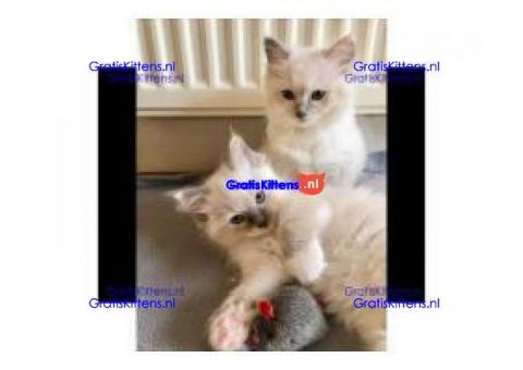 Ragdoll-kittens voor herplaatsing