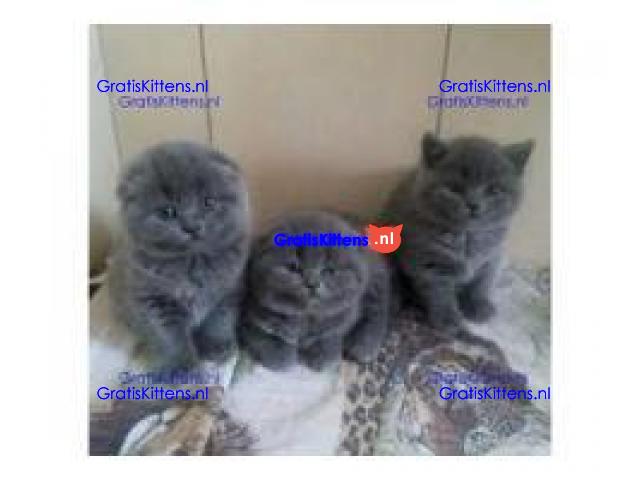 Gezondheid Scottish Fold Kittens