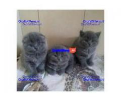 Gezondheid Scottish Fold Kittens