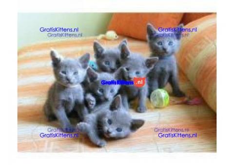 Russian Blue Kittens voor goede huizen