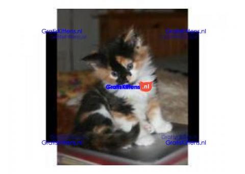 Tica Registered Calico Kittens Now Available