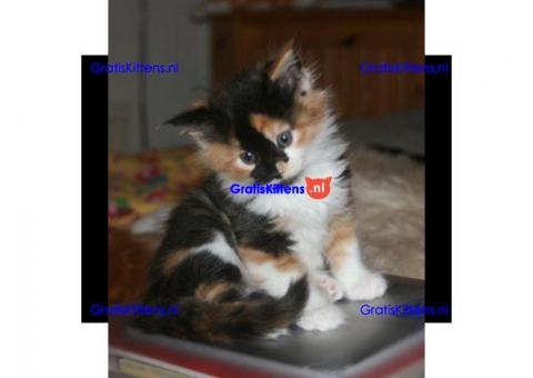 Tica geregistreerde Calico Kittens nu beschikbaar