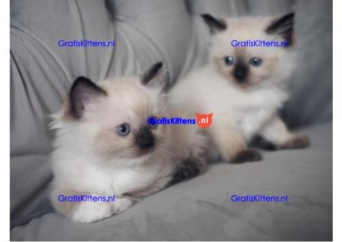 Quality Ragdoll kittens for rehoming 5