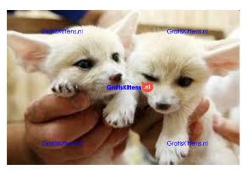 Kwaliteit reutjes en poesjes Fennec fox kittens klaar