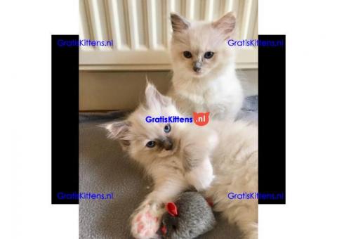 Ragdoll-kittens voor herplaatsing