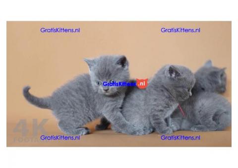 Britse shothair kittens