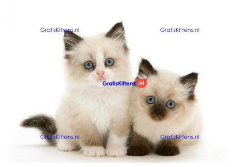 Kwaliteit Ragdoll-kittens voor herplaatsing