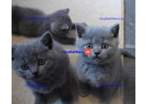 Mignone Britse Korthaar Kittens