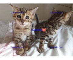 Jolie Bengaalse kittens te koop