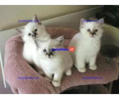 Ragdoll kittens met stamboom