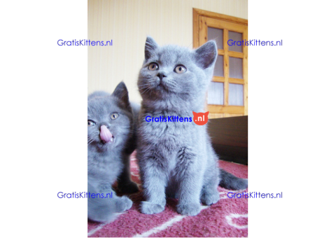Britse korthaar kittens met stamboom