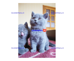 Britse korthaar kittens met stamboom