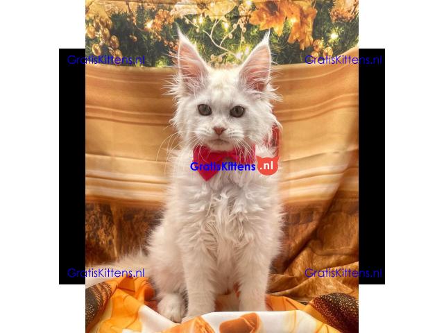 Zowel reuen als teven in het nest en een verscheidenheid aan kleuren.