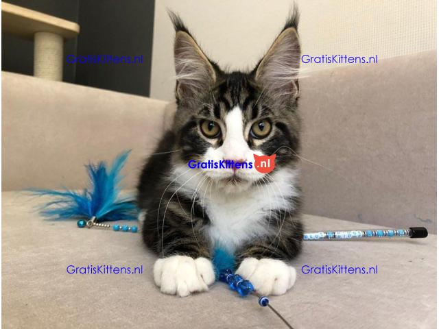 Zowel reuen als teven in het nest en een verscheidenheid aan kleuren.