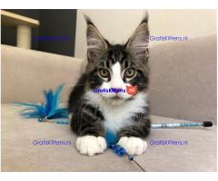 Zowel reuen als teven in het nest en een verscheidenheid aan kleuren.