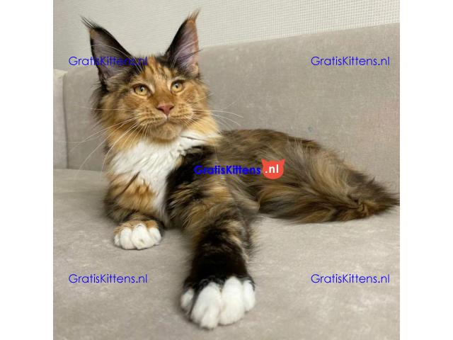 Zowel reuen als teven in het nest en een verscheidenheid aan kleuren.