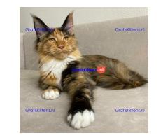 Zowel reuen als teven in het nest en een verscheidenheid aan kleuren.