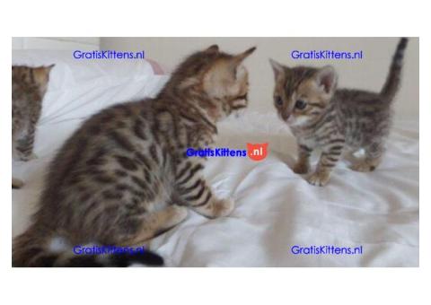 Bengaalse kittens beschikbaar