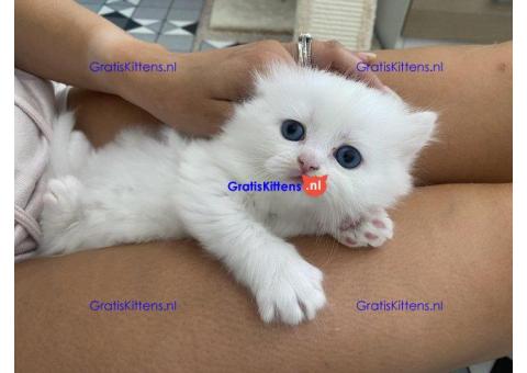 Chinchilla Perzische kittens