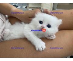 Chinchilla Perzische kittens