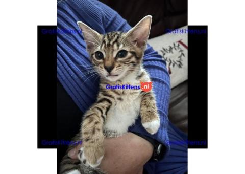 Absoluut schattige Bengaalse kittens