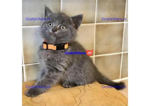 Brits blauwe kittens