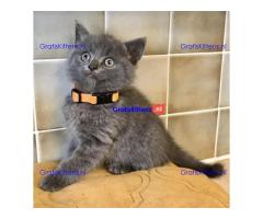 Brits blauwe kittens