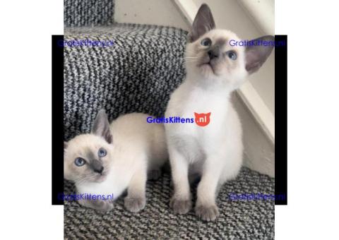 Prachtige Siamese kittens
