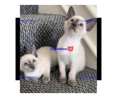 Prachtige Siamese kittens