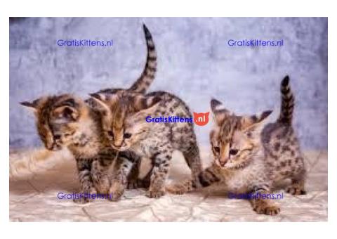 F6 Savannah kittens te koop. Kampioen lijnen.