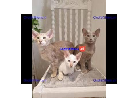 Stamboom van Oosterse kittens