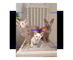 Stamboom van Oosterse kittens